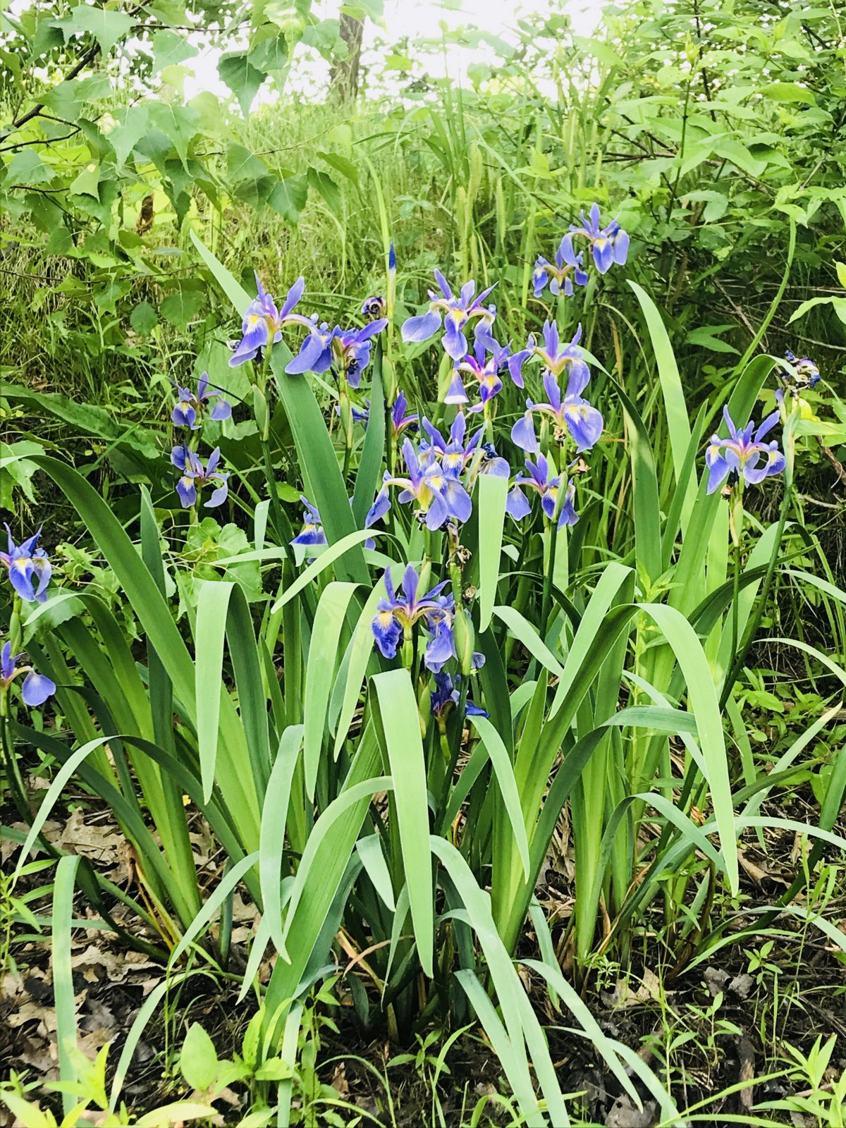 Buffer Plants - Iris