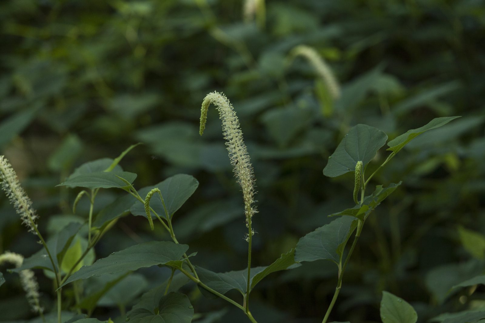 Lizard's Tail