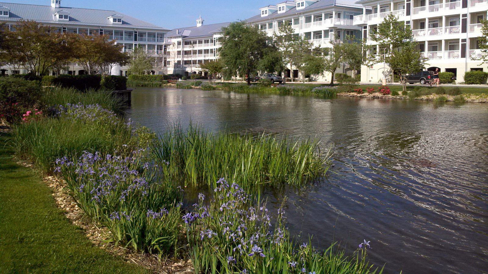 Beneficial Buffer Plants for New York Sunset Island Scenic