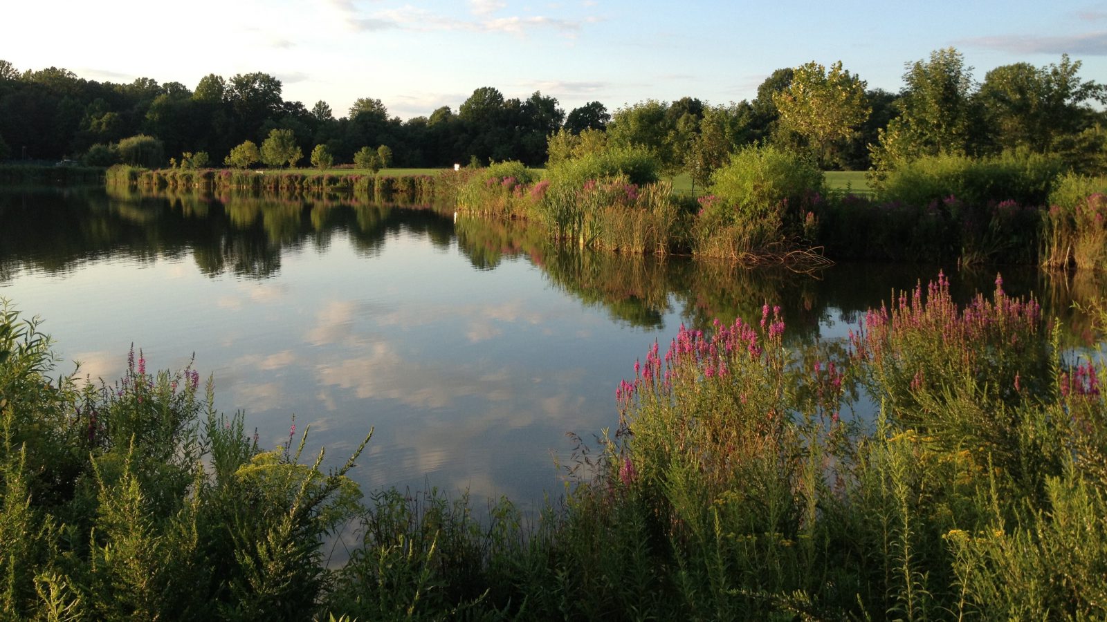 beneficial native vegetation pond buffer