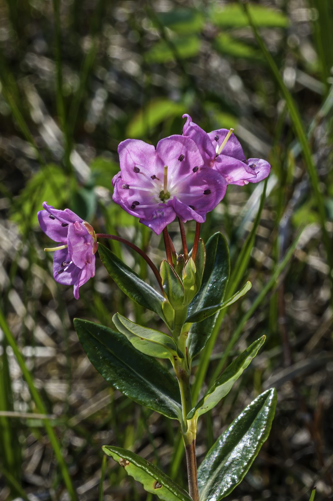 Alpine-laurel