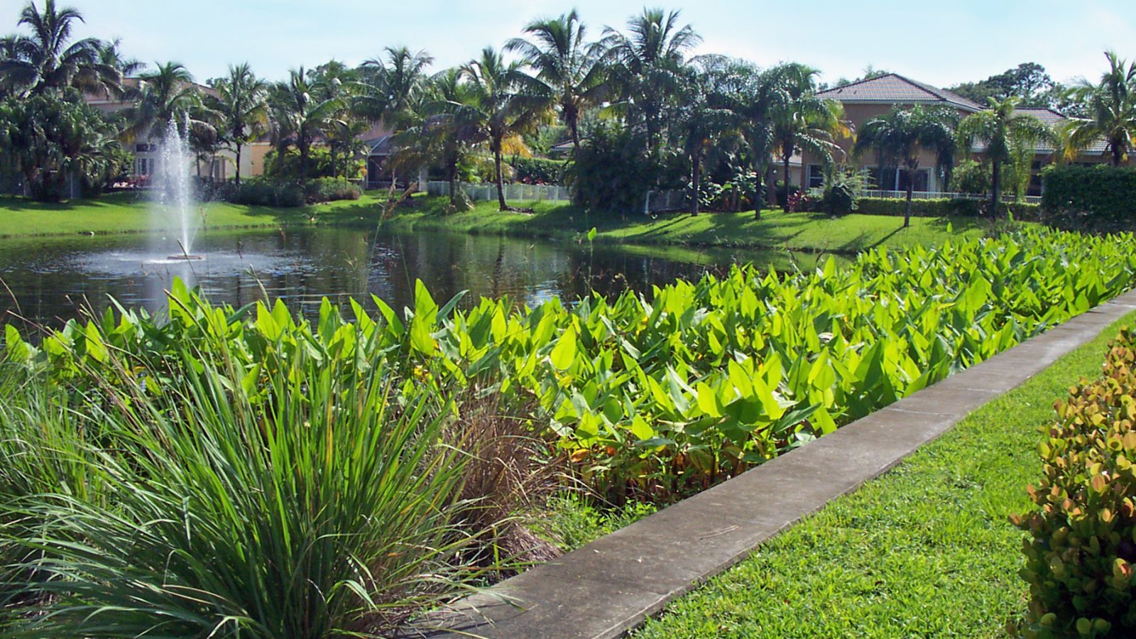 shoreline-management-beneficial-native-buffer