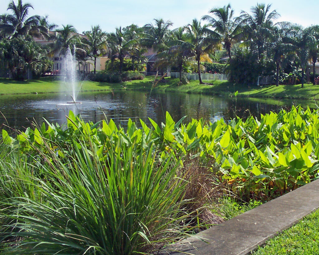 shoreline-management-beneficial-native-buffer