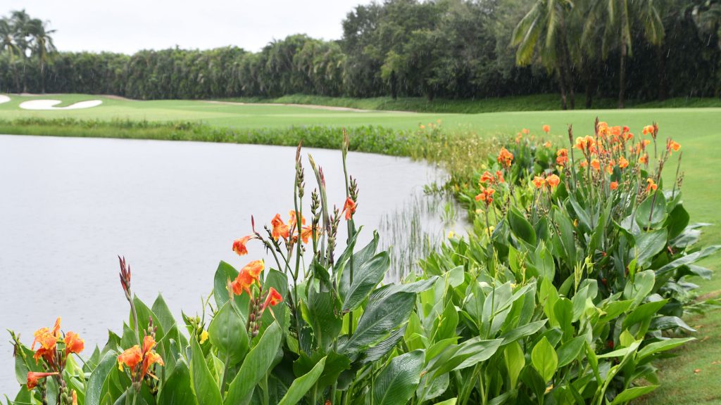 Benefitial-Buffer-Plant-Golf-Course-Pond-(1)