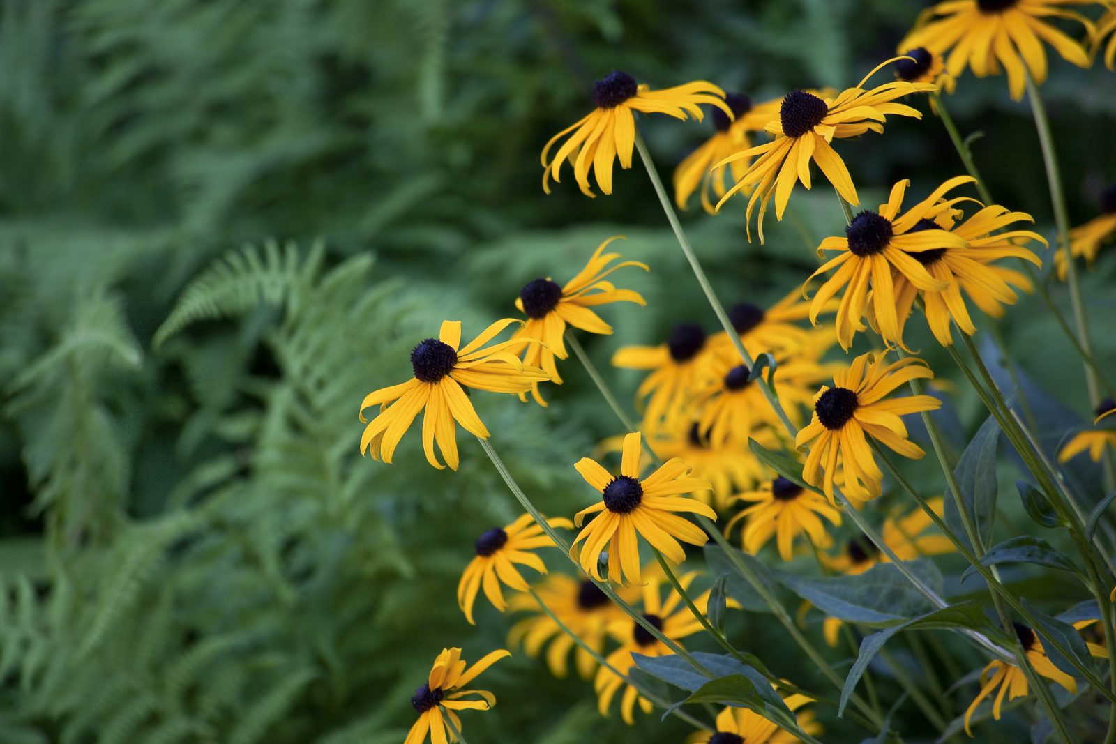 Black-Eyed Susans