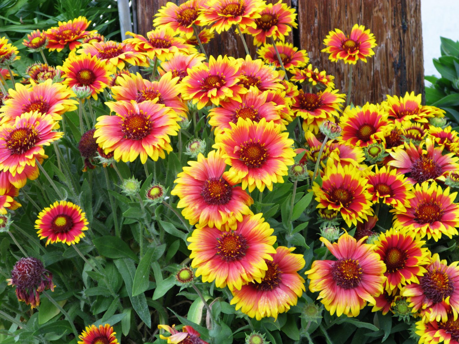 Blanket Flower