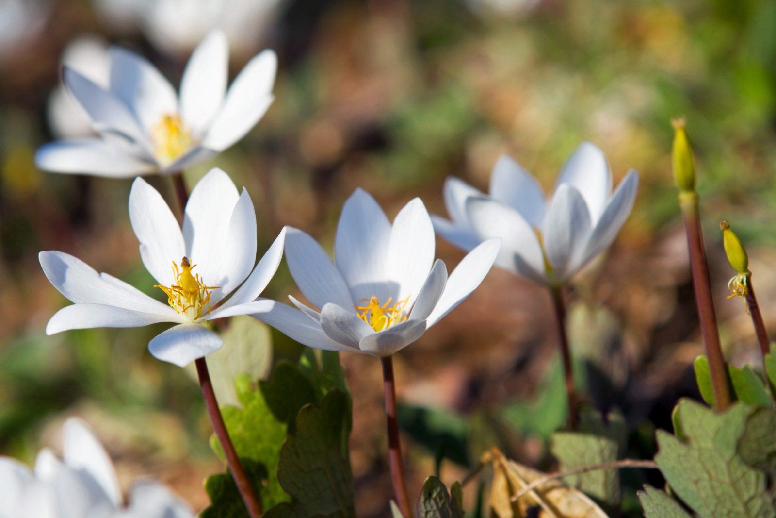 Bloodroot