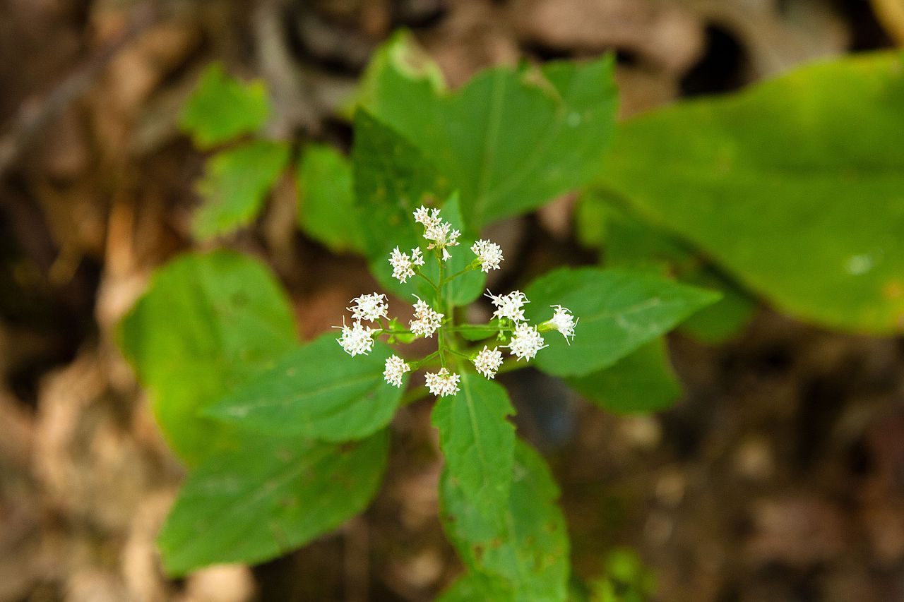 Boneset