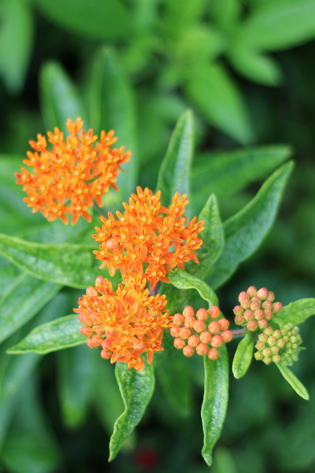 Butterfly Milkweed