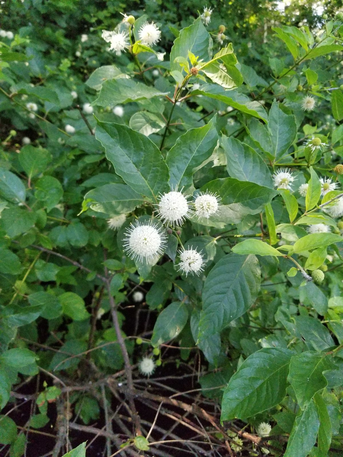 Buttonbush