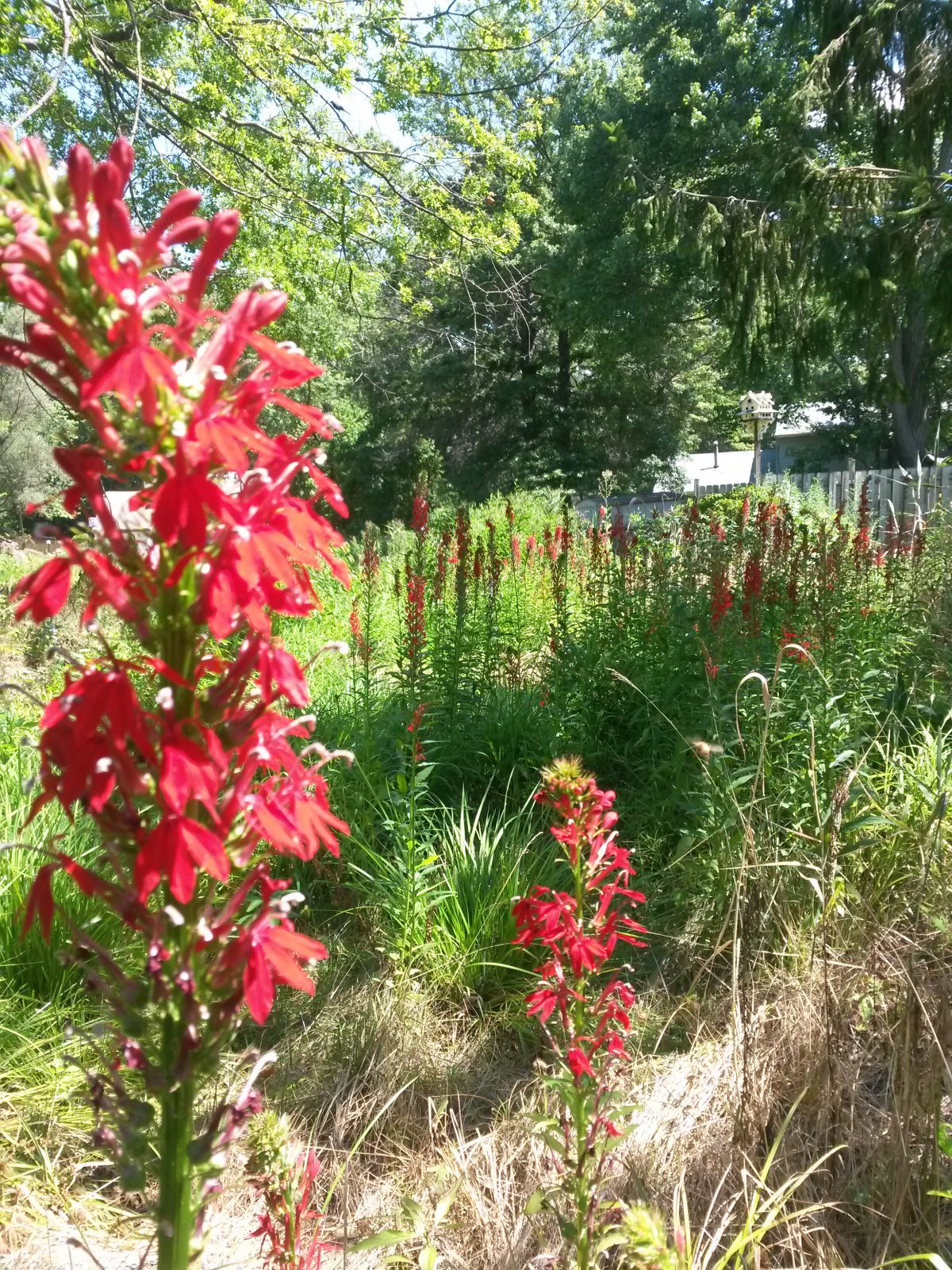 Cardinal Flower