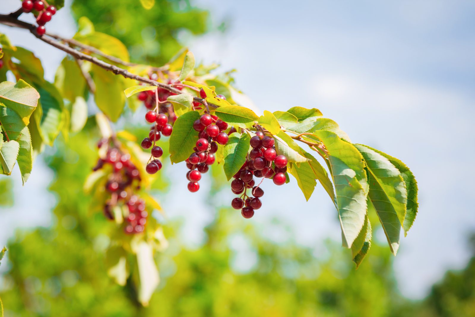 Chokecherry