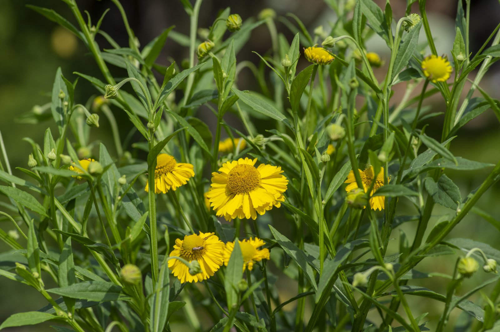 common sneezeweed