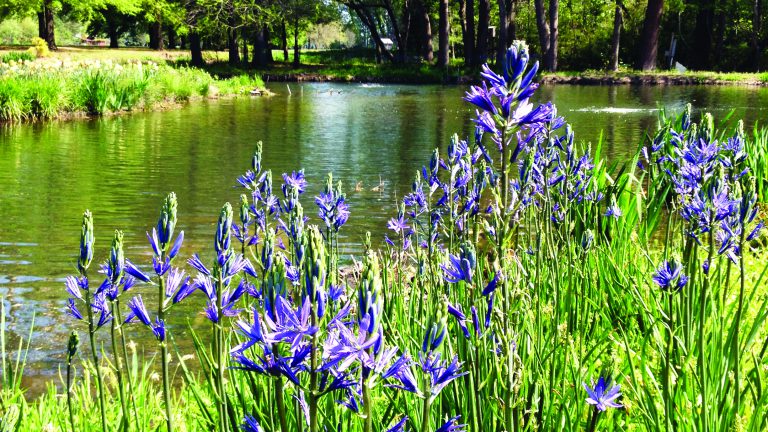 native-buffer-plants-north-west-shoreline-management