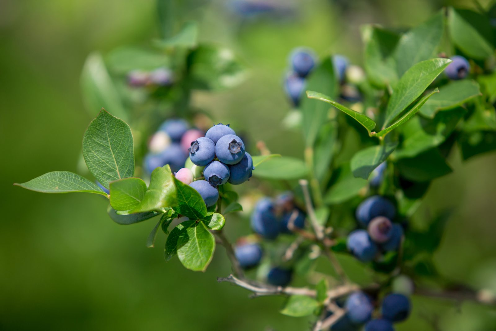 Highbush-Blueberry