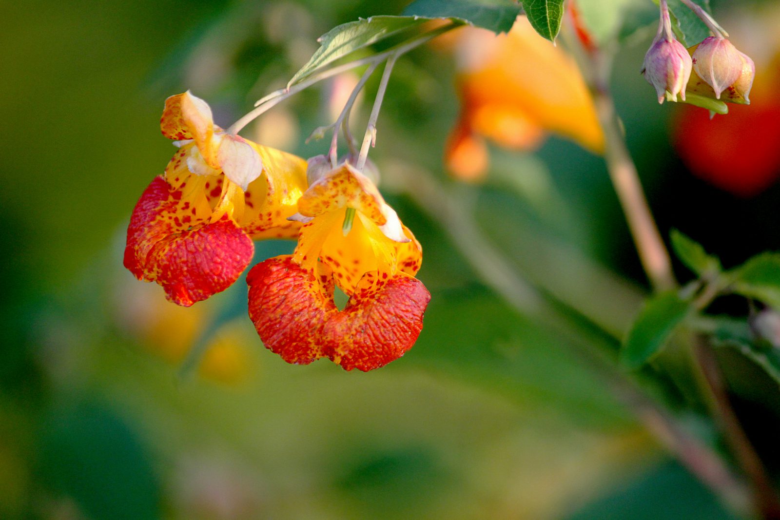 Jewelweed