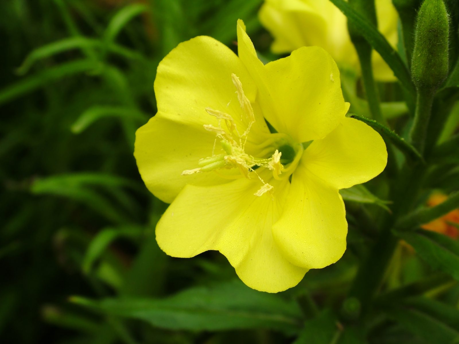 Longstem-evening-primrose