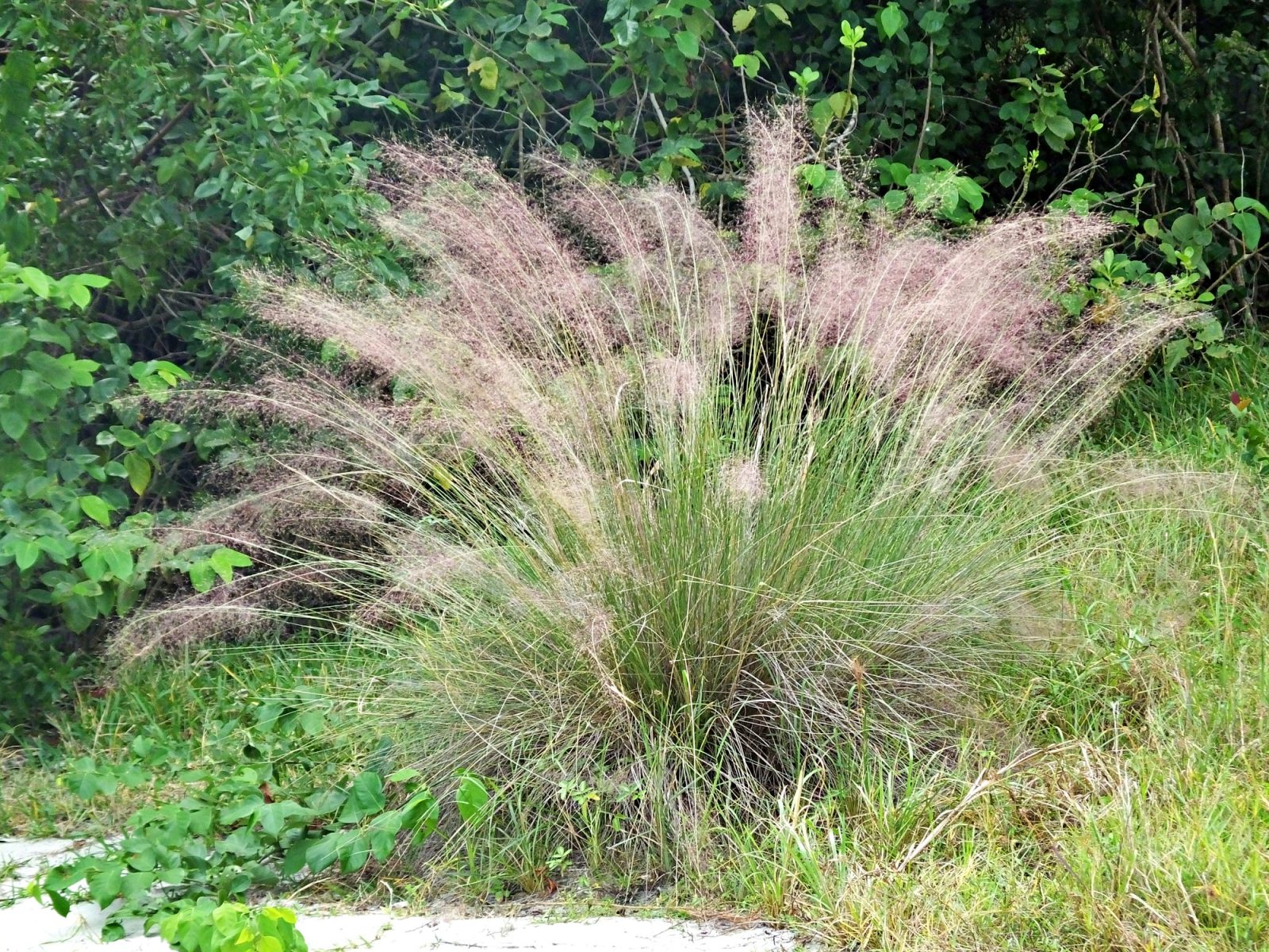 Muhly-Grass