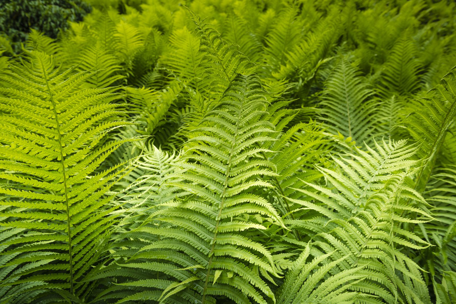 Ostrich-Fern