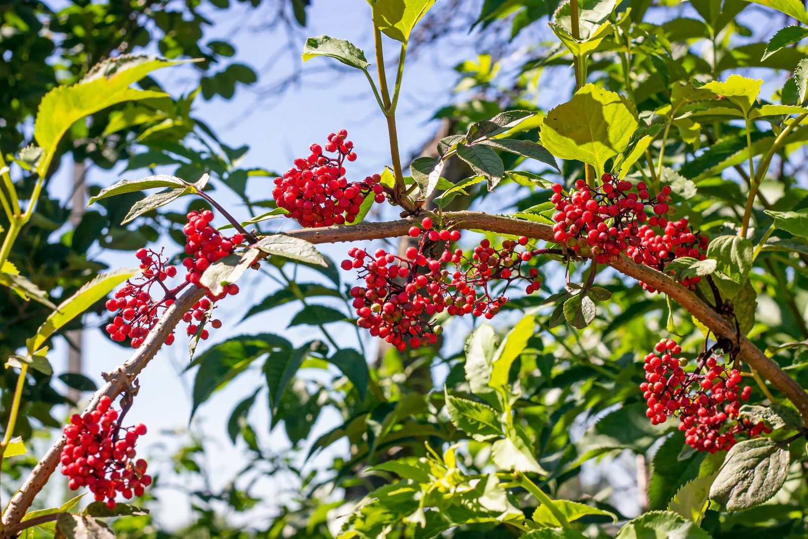 Elderberry Red