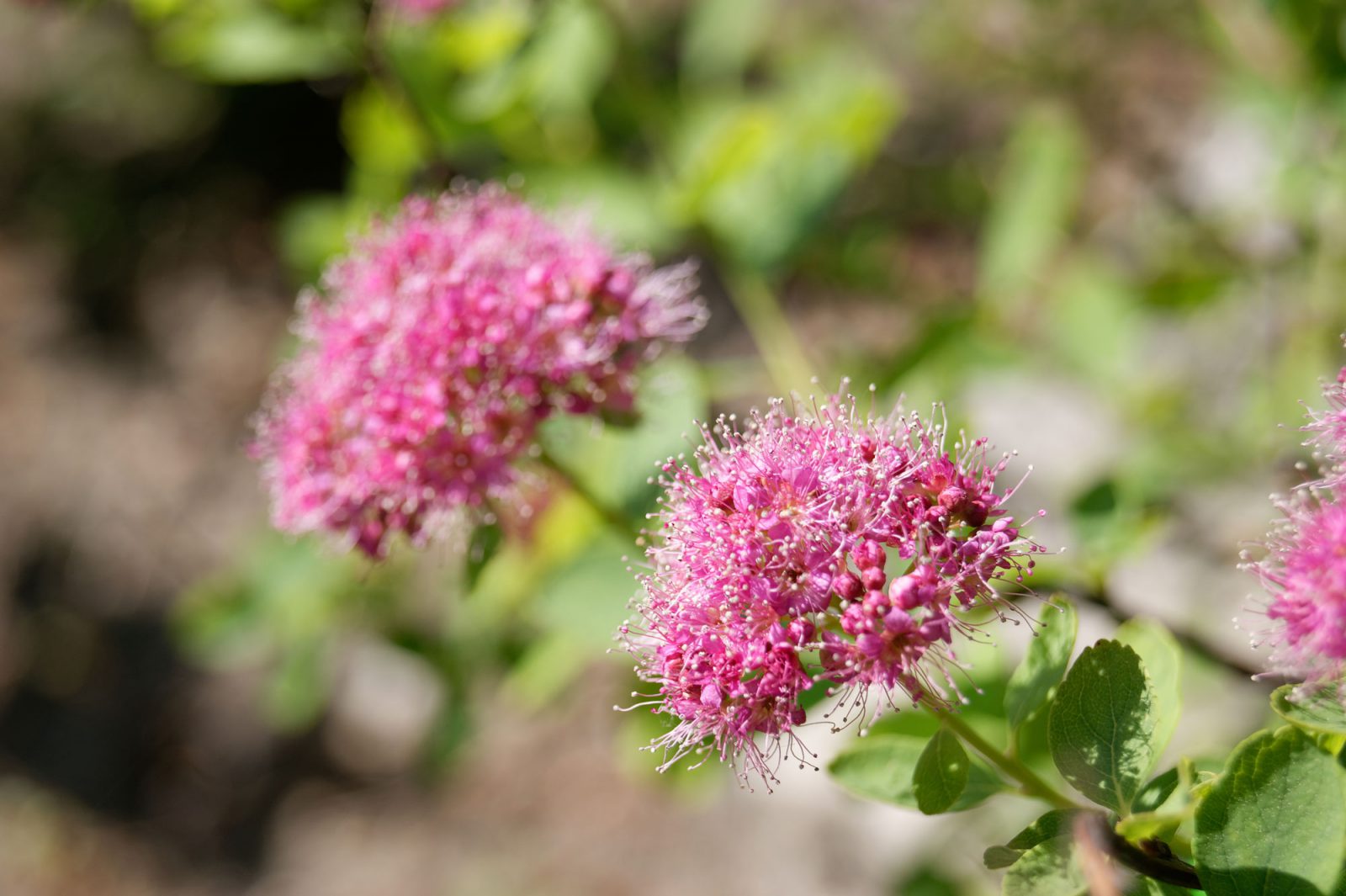 Rose-Meadowsweet