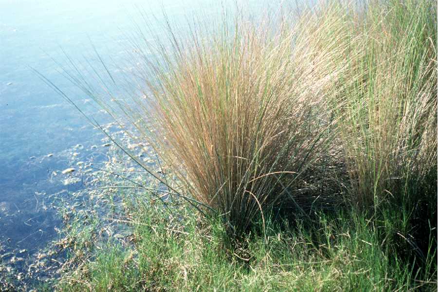 Sand Cordgrass