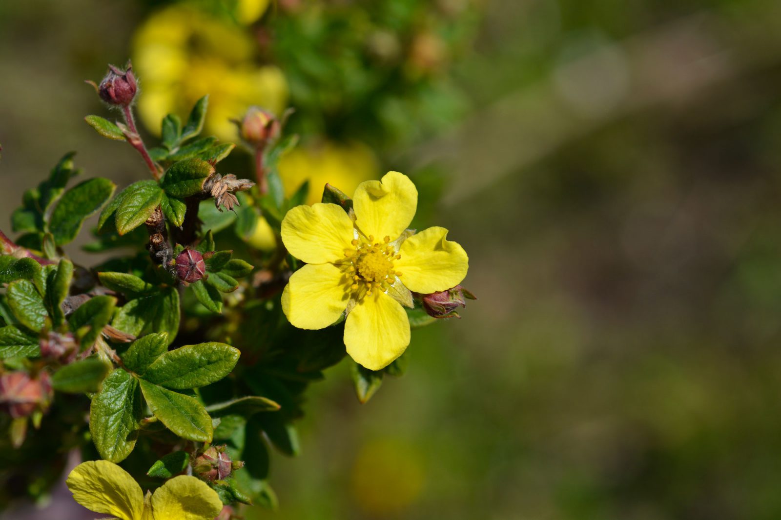 Shrubby-cinquefoil