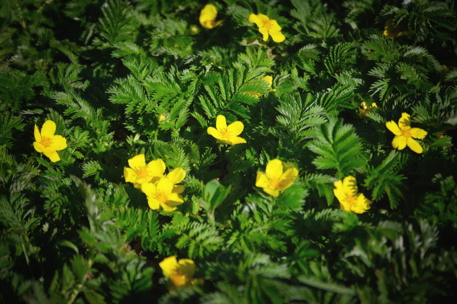 Silverweed