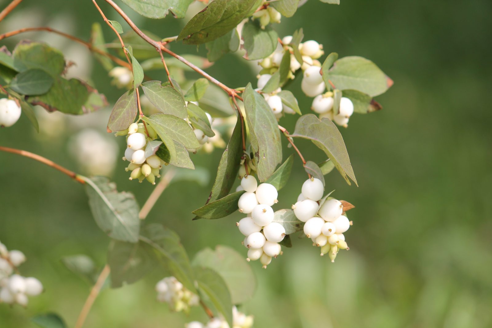 Snowberry