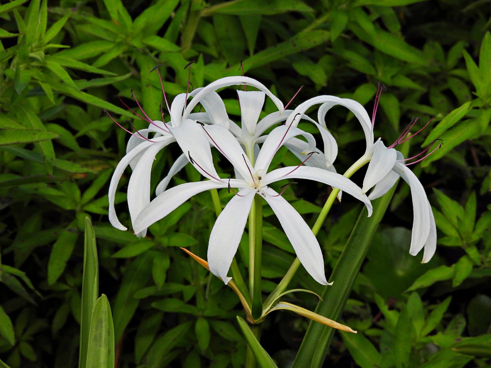 Swamp Lily