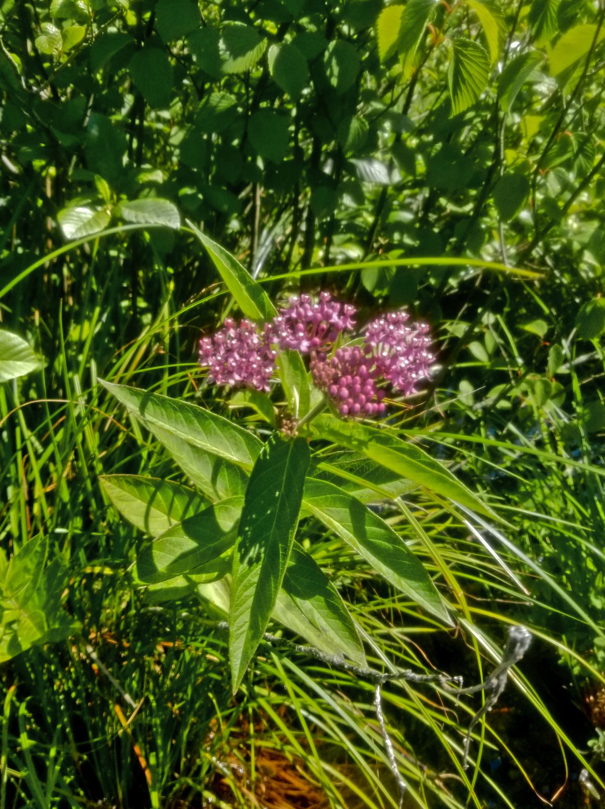 Swamp Milkweed