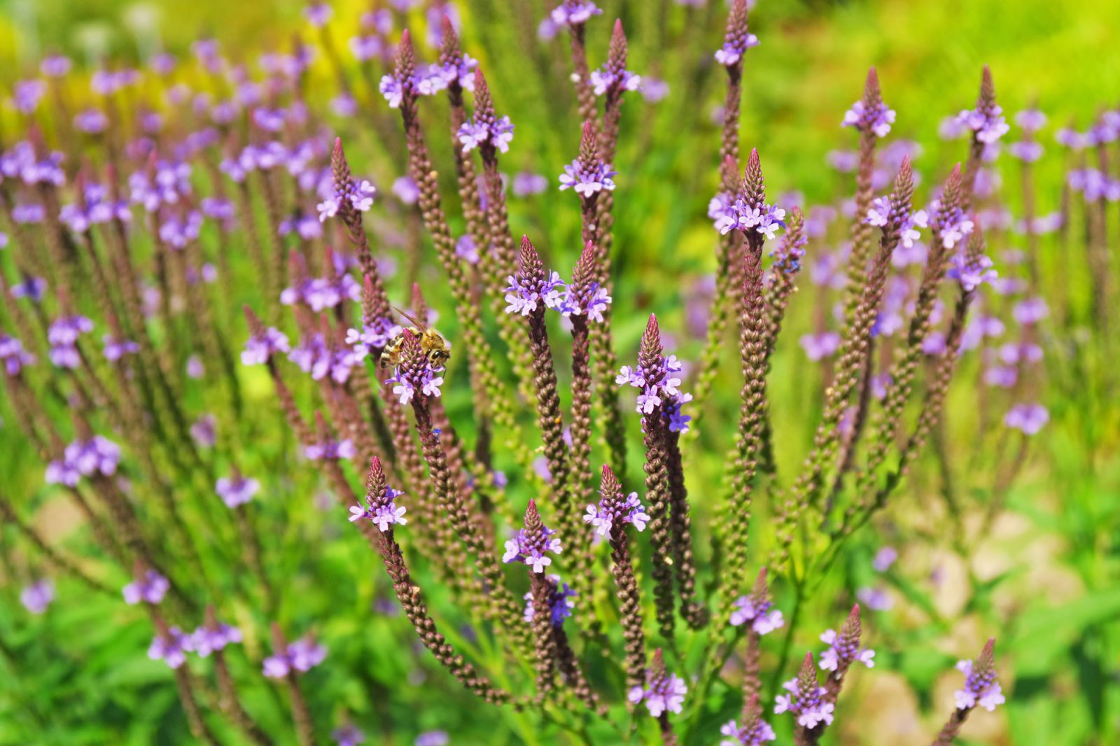 Swamp-verbena