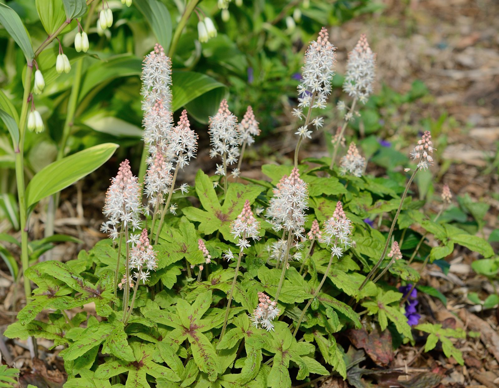 Foamflower