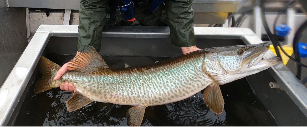 Muskie Fish - Freshwater Apex Predator