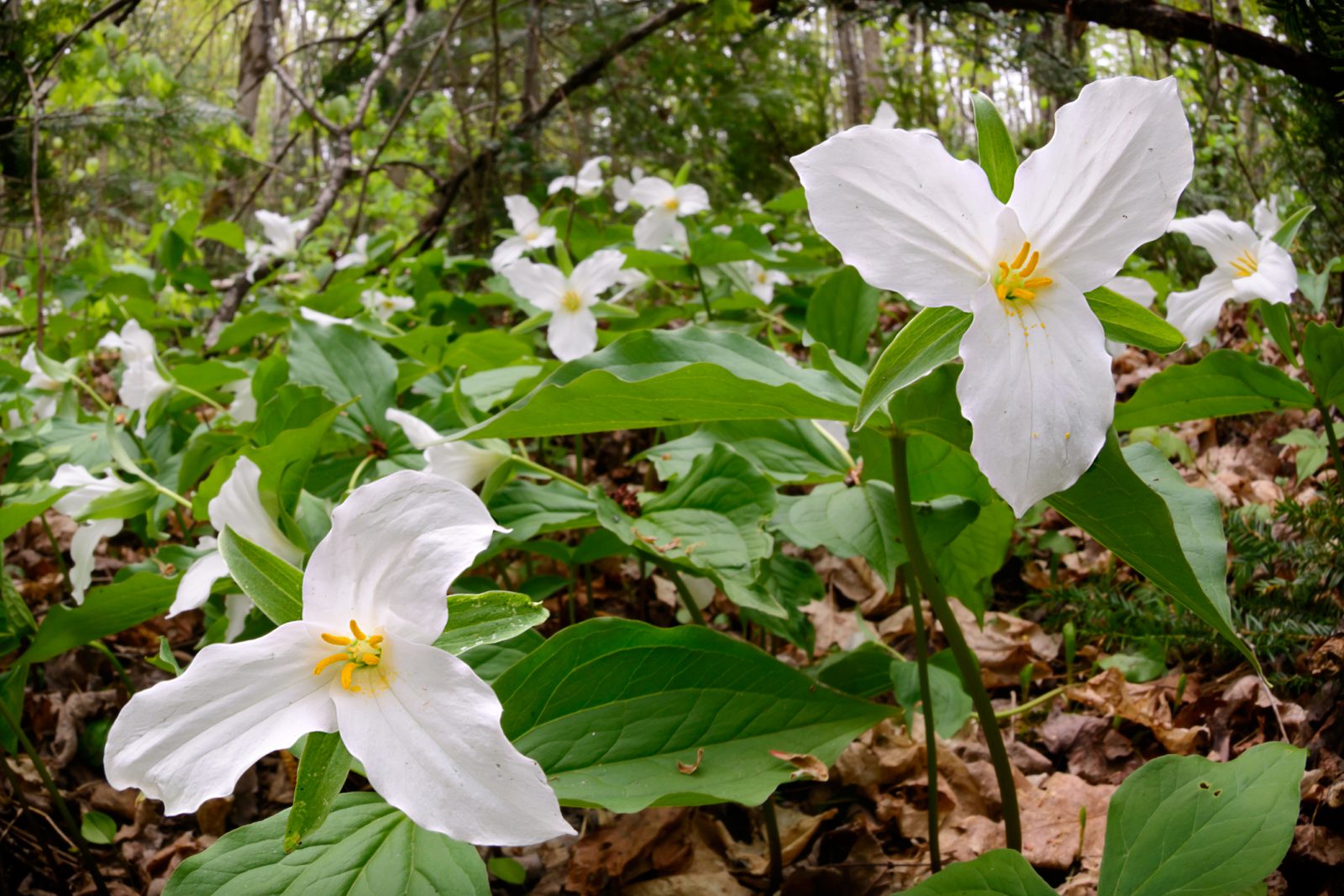 Trillium