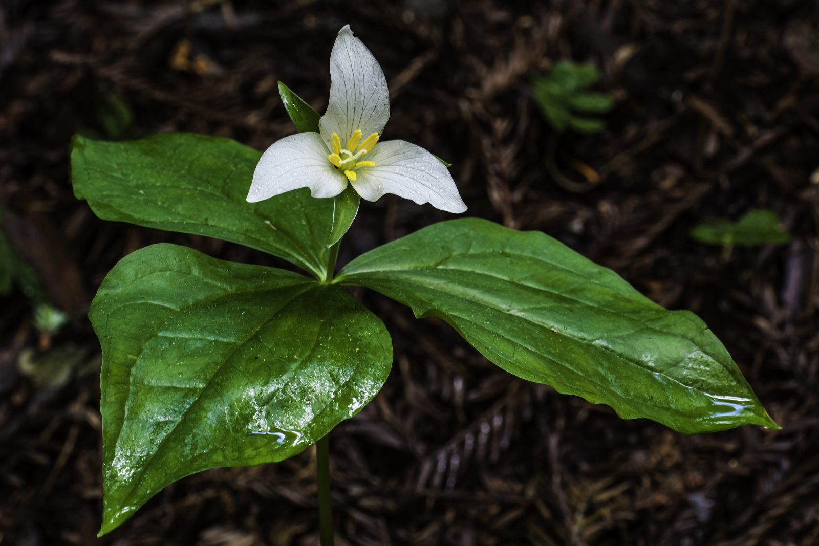 Trillium