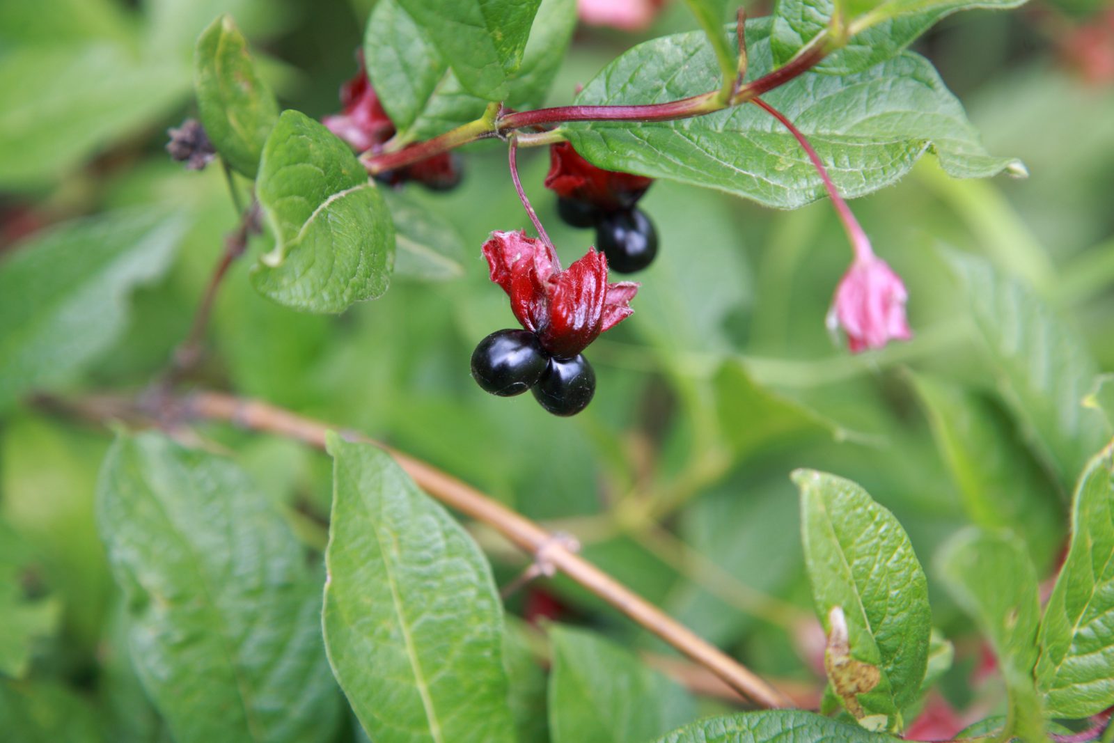 Black Twinberry Honeysuckle berries on a branch.