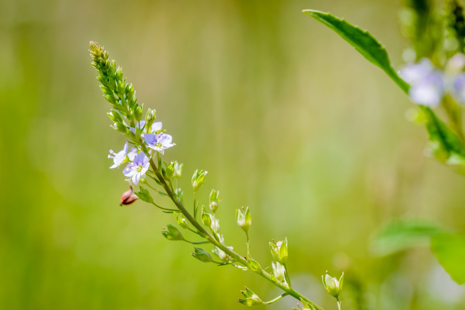 Water-speedwell