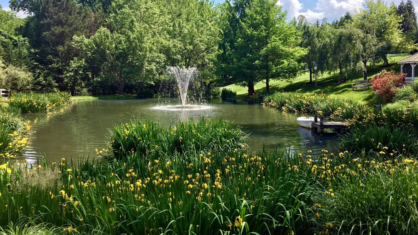 beneficial native vegetarian pond buffer plants