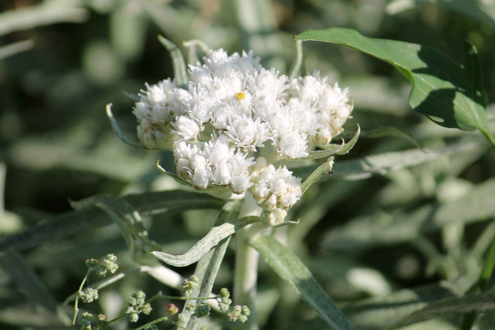 Western-pearly-everlasting