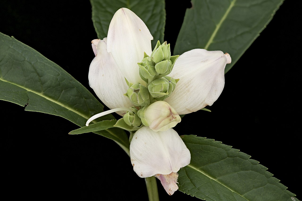 White Turtlehead