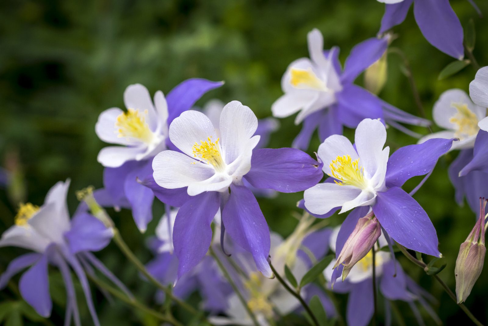 Wild-Columbine