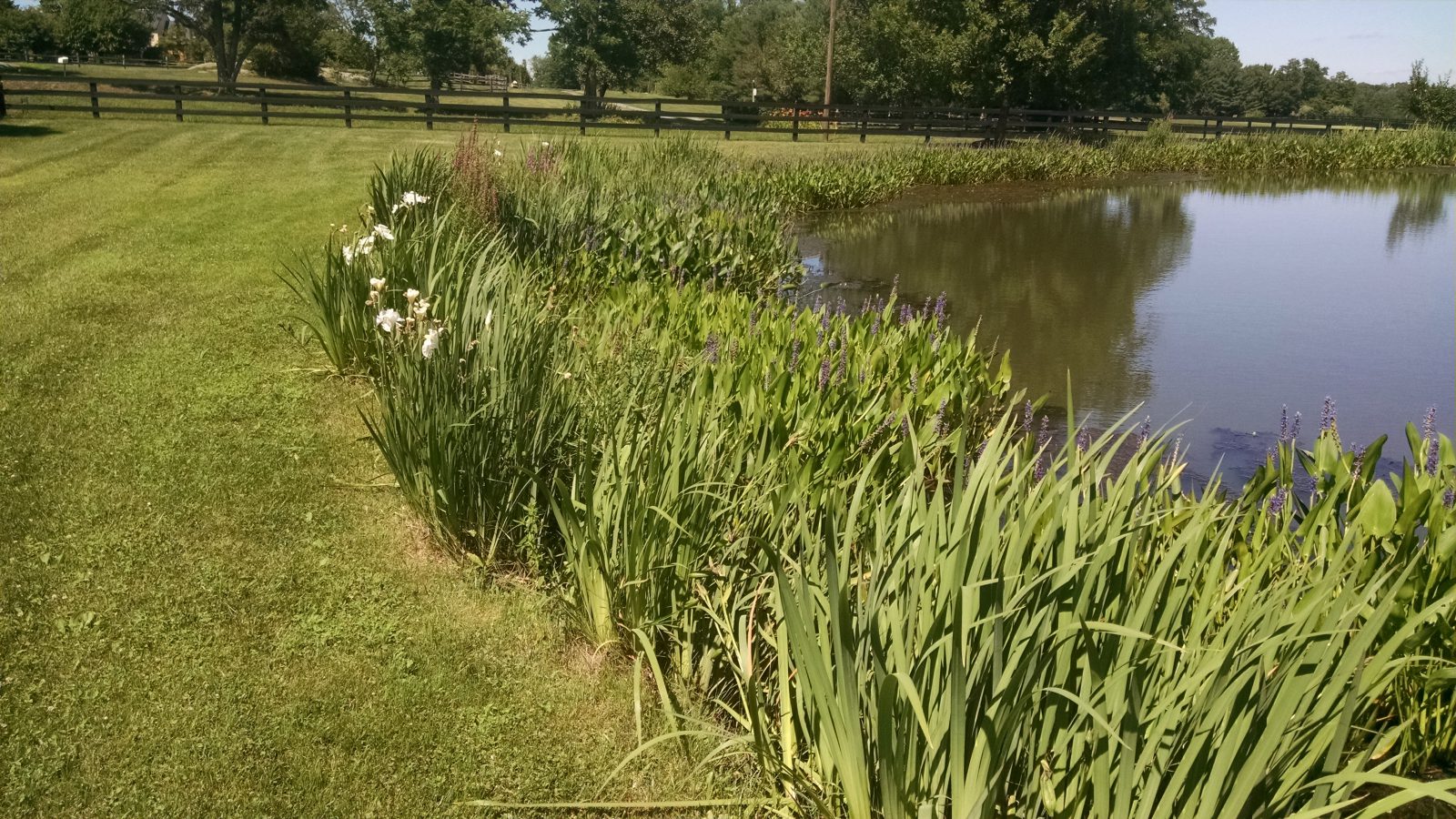 Native beneficial buffer pond