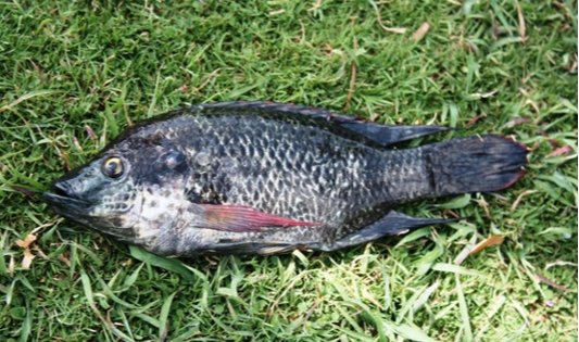 mozambique-tilapia