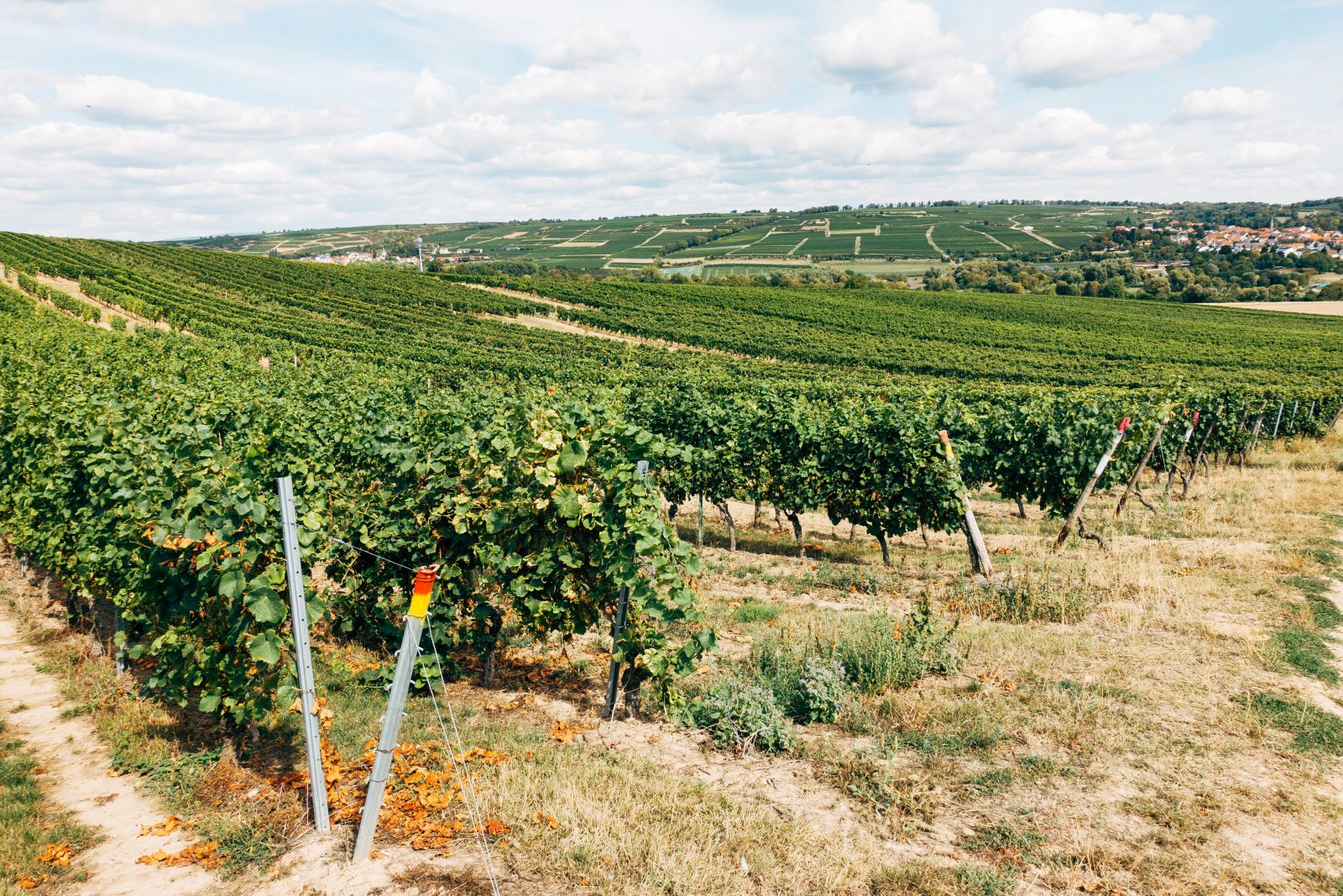 vineyard-winery-lake-pond-management