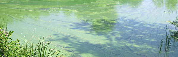 Eutrophication pond