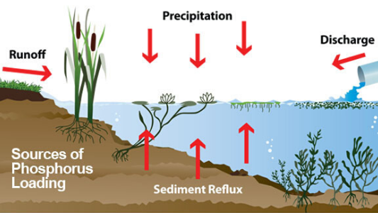 phosphorus-educational-chart