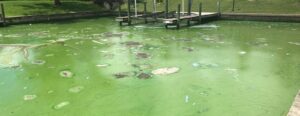 toxic-algae-blooms