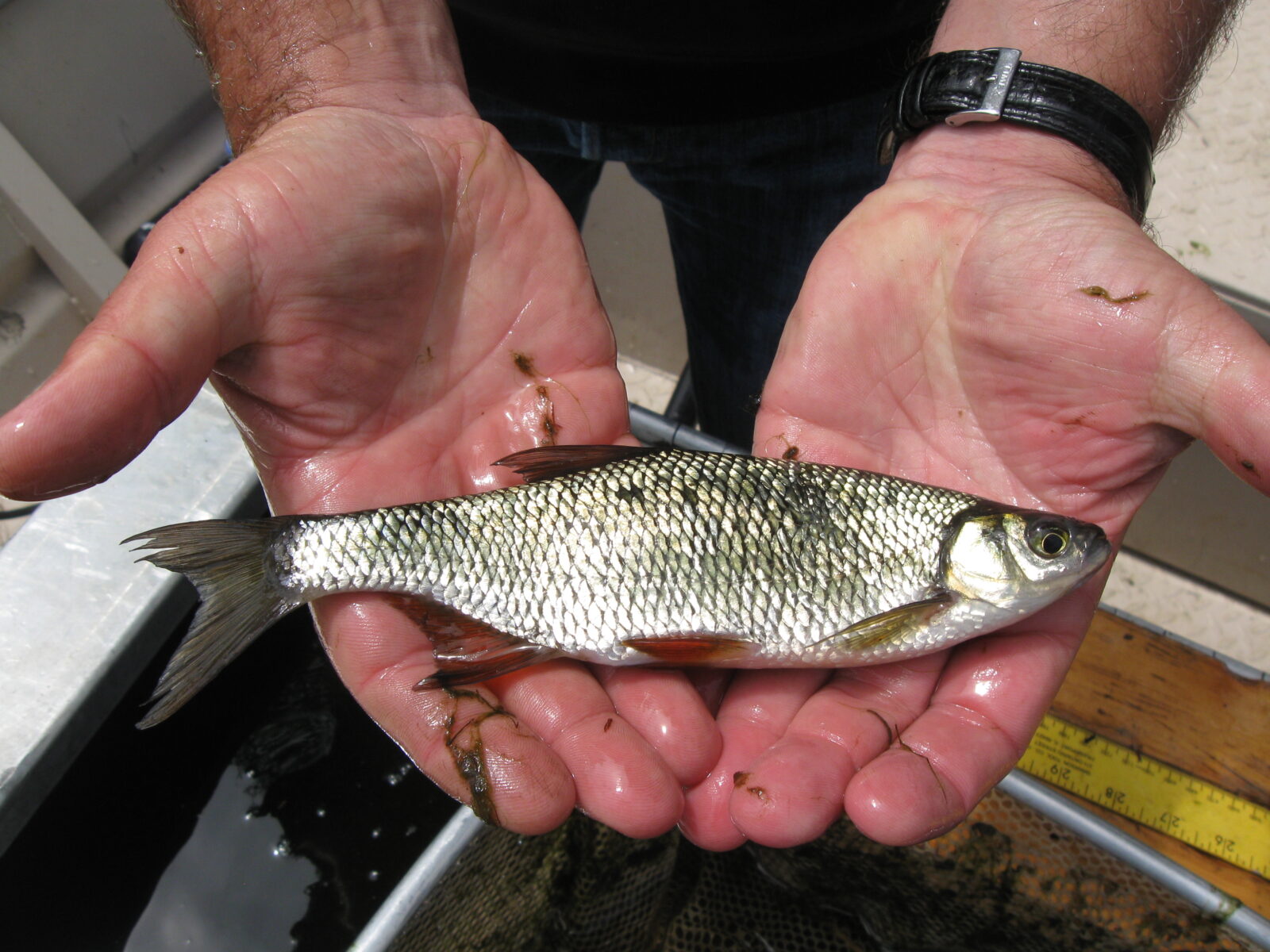 Spring Fish Stocking: Bluegill, Fathead Minnows, Golden Shiners