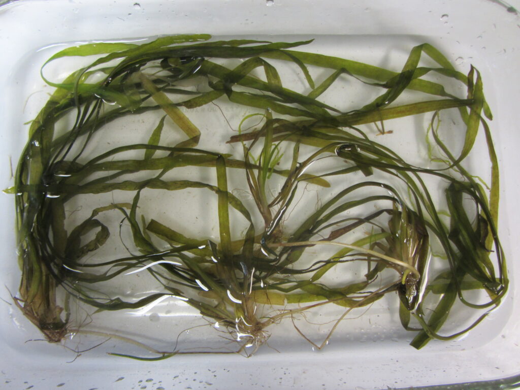 The Guide to Florida's Aquatics Plants 10 Species Found In Florida